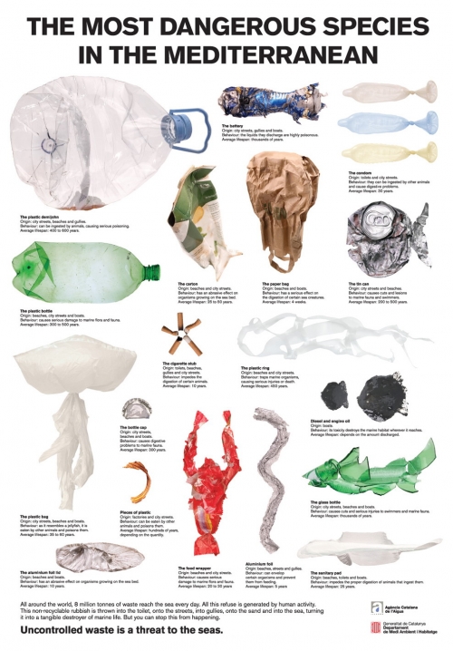 The most dangerous species in the Mediterranean poster